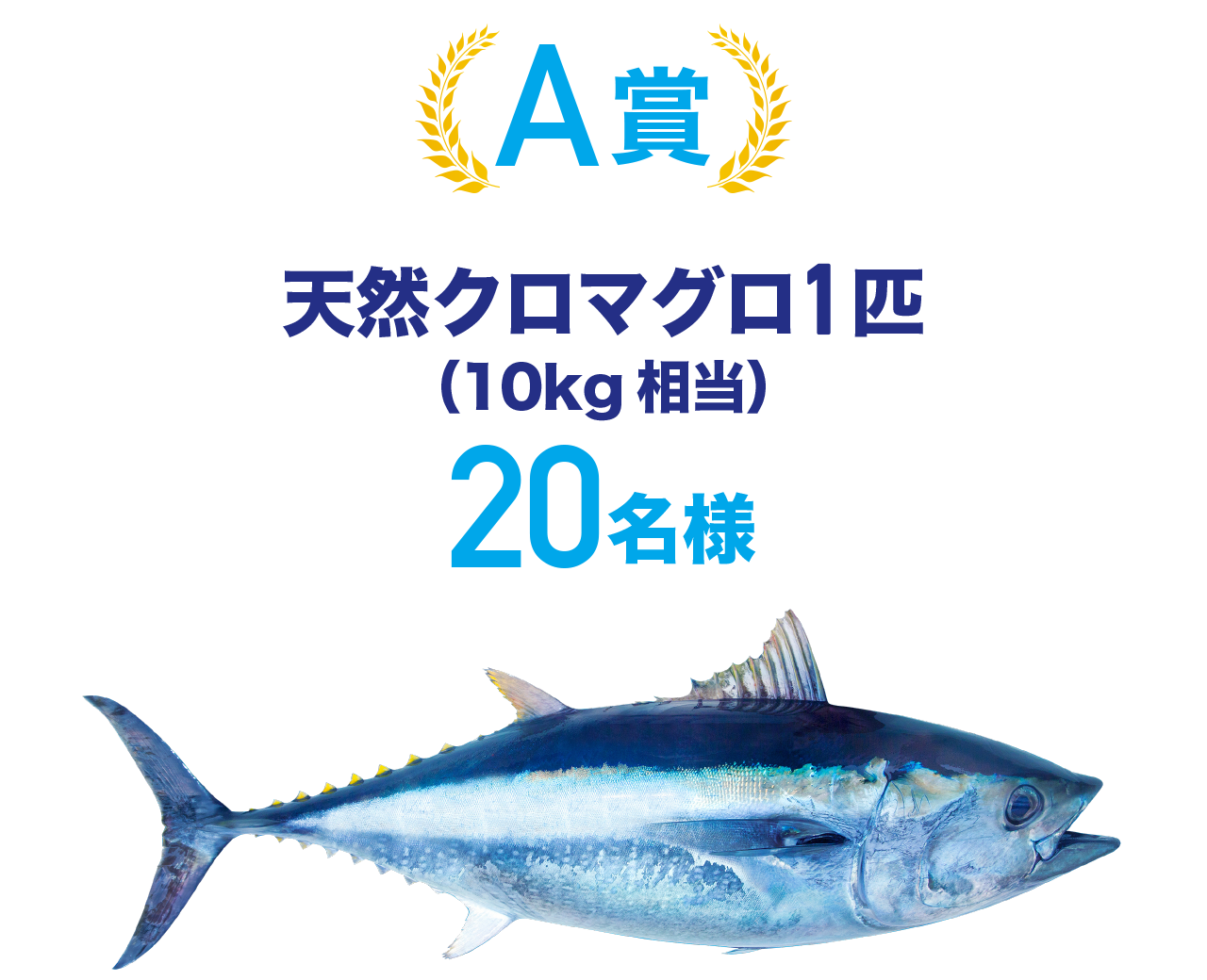 A賞天然マグロ1匹