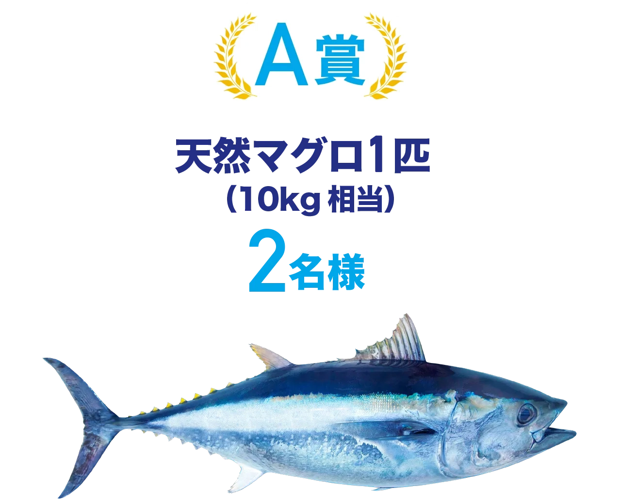 A賞天然マグロ1匹