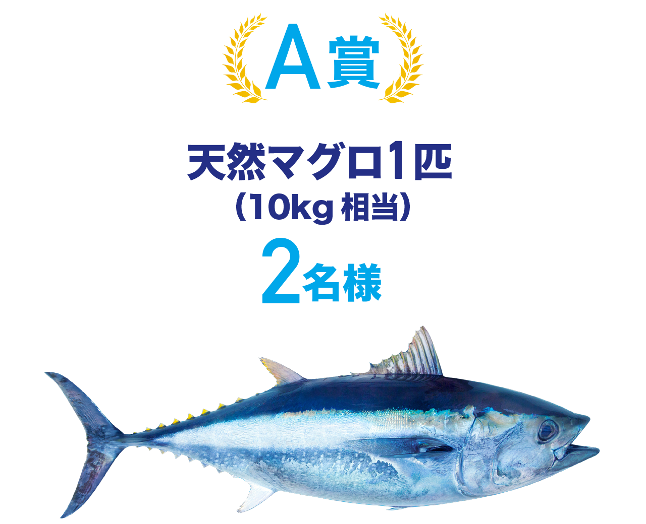 A賞天然マグロ1匹